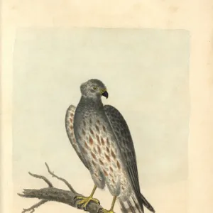 Ash coloured falcon, Falco cineraceus, Montague s