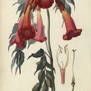 Ash-leaved trumpet flower, Campsis radicans