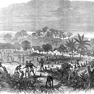 The Ashanti War (1873-74) The battlefield of Abrakrampa