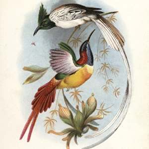 Asian paradise-flycatcher, Terpsiphone paradisi