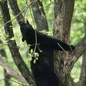Asiatic Black BEAR - climbing tree