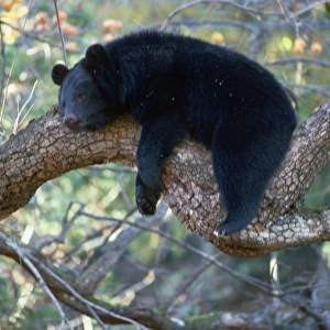 Asiatic Black bear - resting in tree
