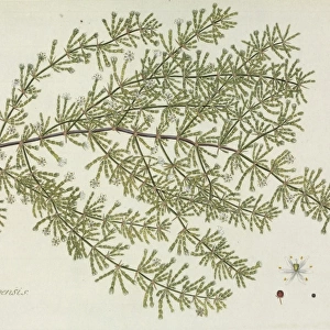 Asparagus capensis