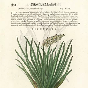 Asphodel, Asphodelus ramosus