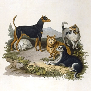 Assorted Terriers 1800