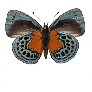 Asterope leprieuri, butterfly