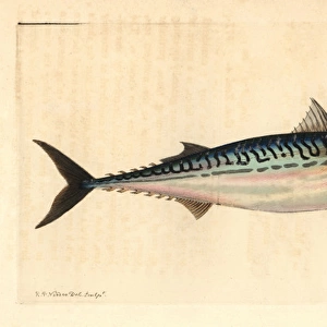 Atlantic mackerel, Scomber scombrus