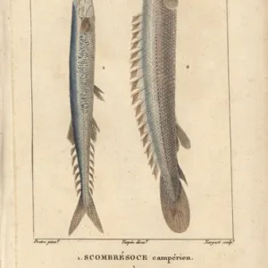 Atlantic saury, Scomberesox saurus, and Nile