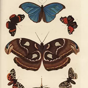 Atlas moth, blue morpho, lanternfly, and European