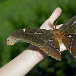 Atlas Moth - male (has feathery antennae used for