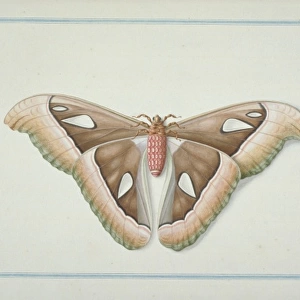 Attacus atlas, atlas moth
