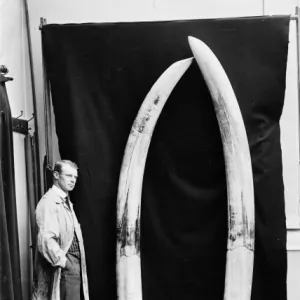 Augustus H. Bishop with elephant tusks, May 1912