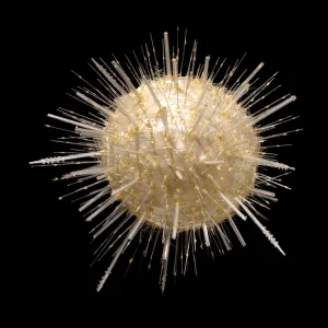 Aulacantha scolymantha, radiolarian