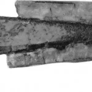 Aulacoceras sulcatum, belemnite