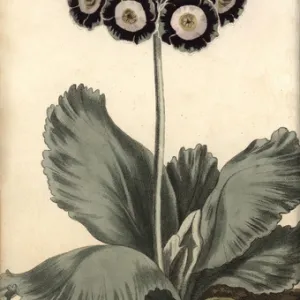 Auricula, Primula auricula