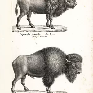 Aurochs (extinct) and American bison