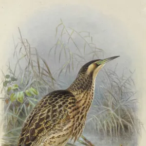 Australasian Bittern Matuku Hrepo