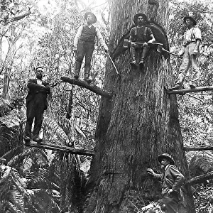 Australia Tree Felling Victorian period