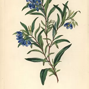 Australian bluebell, Billardiera fusiformis