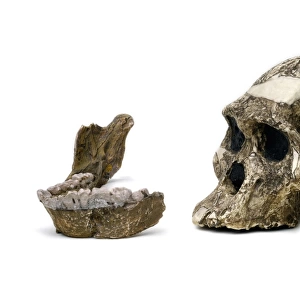 Australopithecus africanus cranium & mandible (Sts 5)