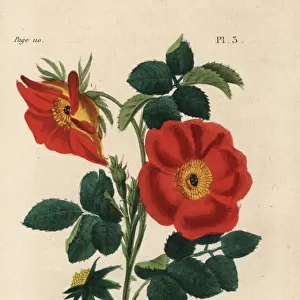 Austrian copper rose, Rosa foetida