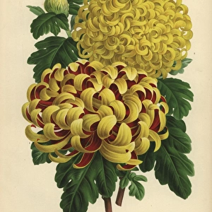 Autumn chrysanthemum hybrids: crimson and yellow
