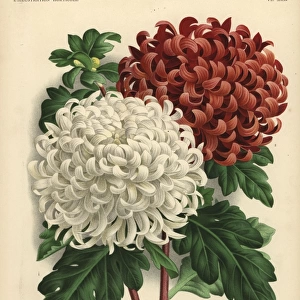 Autumn chrysanthemum hybrids: large white Mrs