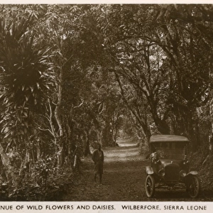 Avenue of wild flowers, Wilberforce, Sierra Leone, Africa