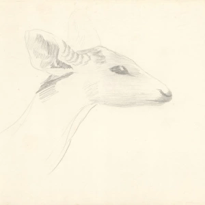 Axis porcinus, hog deer