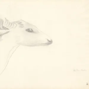 Axis porcinus, hog deer