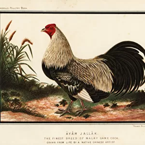 Ayam jallak, Malay game cock