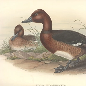 Aythya nyroca, ferruginous duck