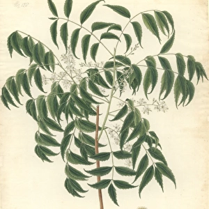 Azadirachta indica, neem