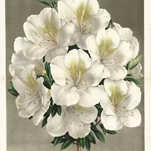Azalea hybrid, Rhododendron indicum