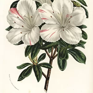 Azalea indica, Louise von Baden variety, Rhodonendron