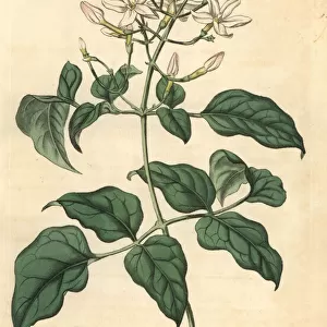Azorian jasmine, Jasminum azoricum