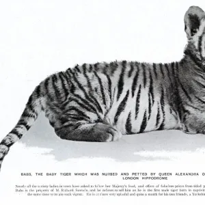 Babs the tiger cub at the London Hippodrome