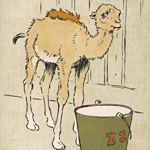 Baby Camel Dromedary