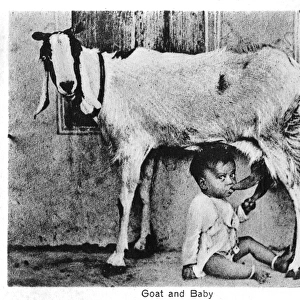 Baby feeding directly from a goat