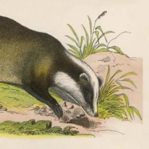 BADGER