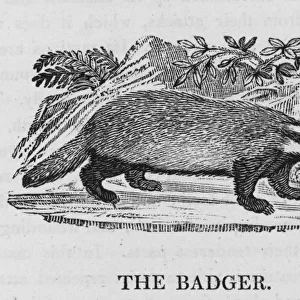 Badger (Bewick)