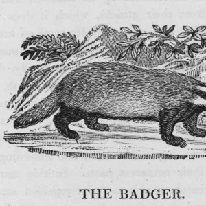 Badger (Bewick)