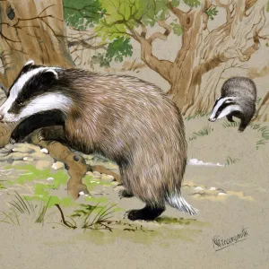 Two Badgers in a wood