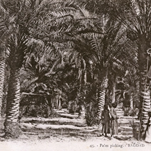 Baghdad, Iraq - Date Palm Picking