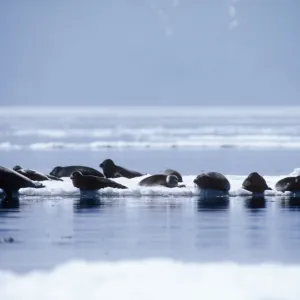 Baikal Seal