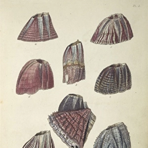 Balanus tintinnabulum, balanidae barnacles