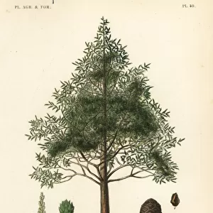 Bald cypress or swamp cypress tree, Taxodium distichum