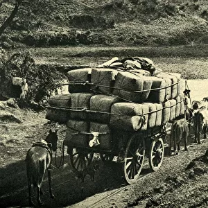 Bales of wool being transported from Riverina, Australia