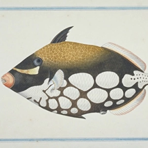 Balistoides conspicillum, clown triggerfish