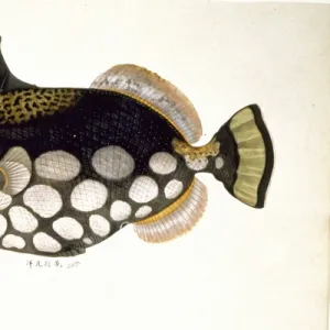 Balistoides conspicillum, clown triggerfish